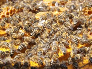 The National BeeKeepers Association Putting Communities First Through Beekeeping